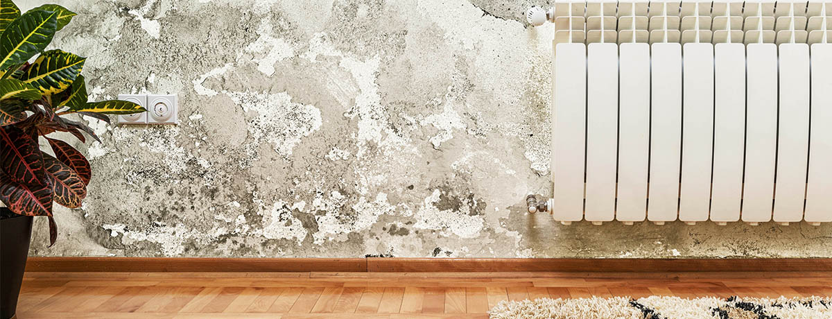 Mold vs Mildew When To Worry and When To Clean